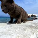 Mykonos Katzen (166)